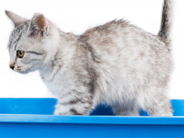 I Can Flush My Cat Litter Down the Toilet, Right?